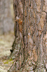 Europisches Eichhrnchen