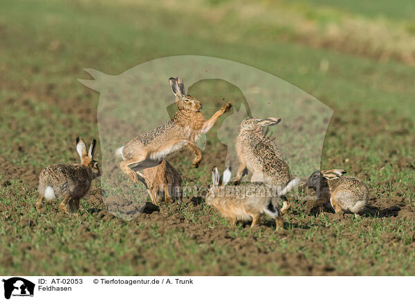 Feldhasen / brown hares / AT-02053