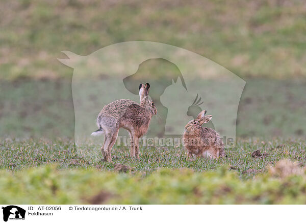 Feldhasen / brown hares / AT-02056