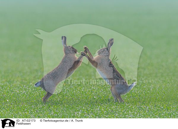 Feldhasen / brown hares / AT-02173