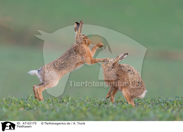 Feldhasen / brown hares / AT-02175