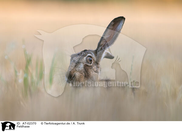 Feldhase / brown hare / AT-02370