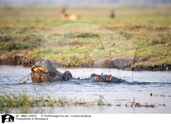Flusspferde in Botswana / MBS-19253