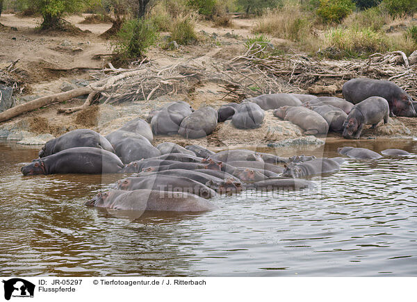 Flusspferde / hippos / JR-05297