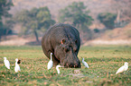 Flusspferd in Botswana