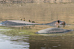 Flusspferde mit Rotschnabel-Madenhacker