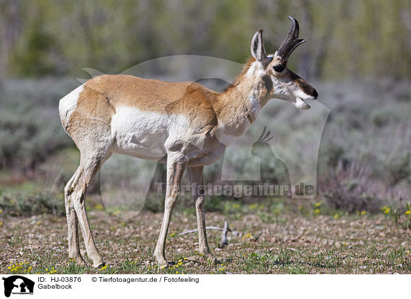 Gabelbock / pronghorn antelope / HJ-03876