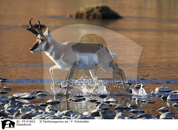 Gabelbock / pronghorn antelope / FF-01603