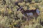 Gabelbock