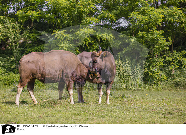 Gaur / Indian bison / PW-13473