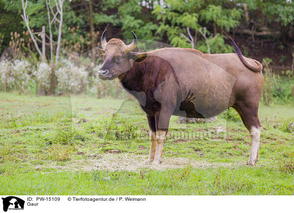Gaur / Indian bison / PW-15109