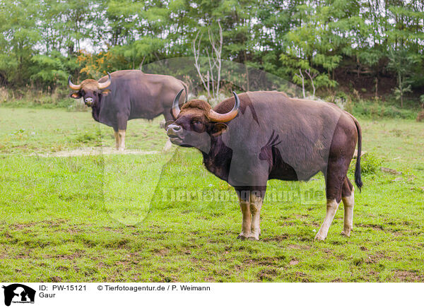 Gaur / Indian bisons / PW-15121