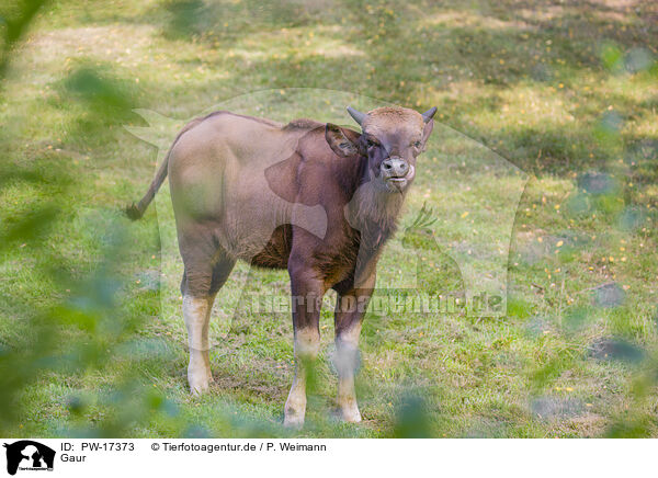Gaur / Indian bison / PW-17373