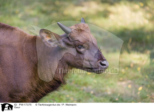 Gaur / Indian bison / PW-17375