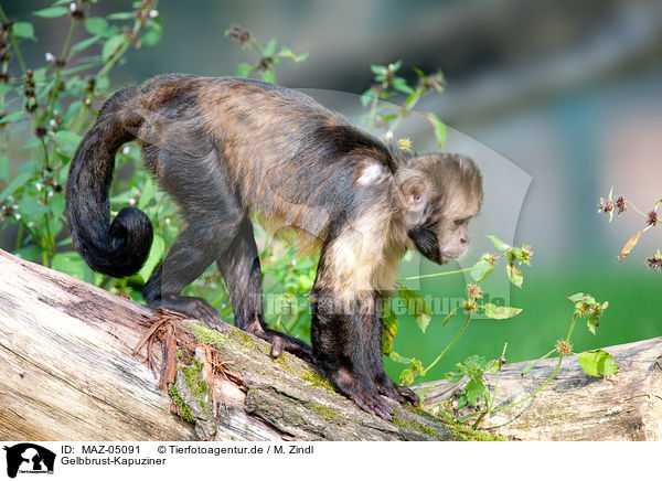 Gelbbrust-Kapuziner / buffy-headed capuchin / MAZ-05091
