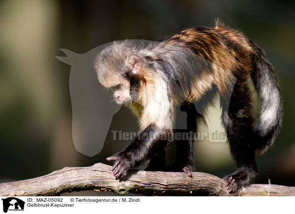 Gelbbrust-Kapuziner / buffy-headed capuchin / MAZ-05092