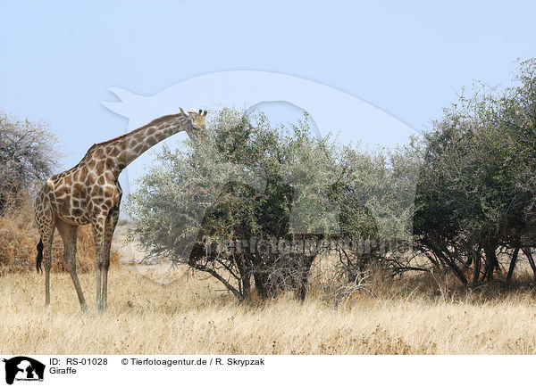 Giraffe / Giraffe / RS-01028