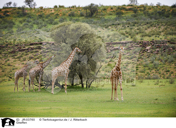 Giraffen / Giraffes / JR-03760