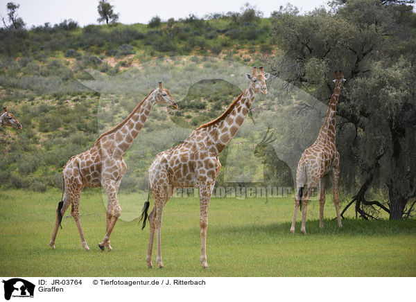 Giraffen / Giraffes / JR-03764