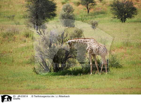 Giraffe / Giraffe / JR-03914