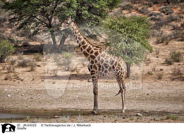 Giraffe / Giraffe / JR-04025