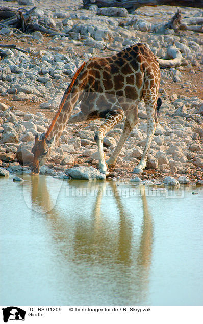 Giraffe / Giraffe / RS-01209