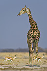 Giraffe und Springbcke
