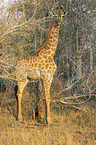 stehende Giraffe