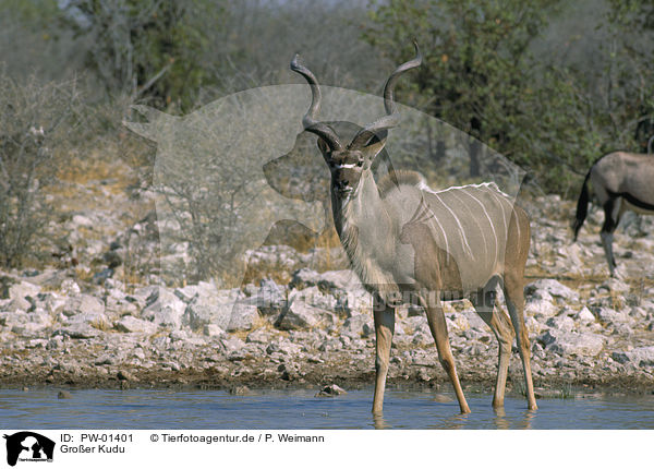 Groer Kudu / PW-01401