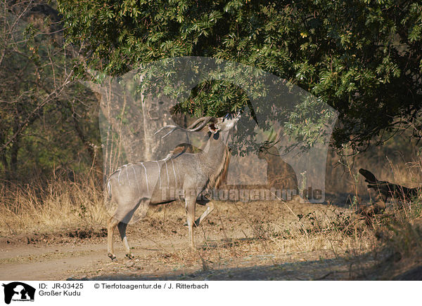 Groer Kudu / greater kudu / JR-03425