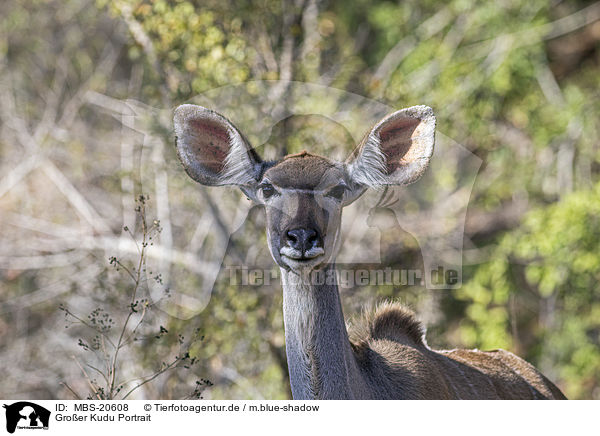 Groer Kudu Portrait / MBS-20608
