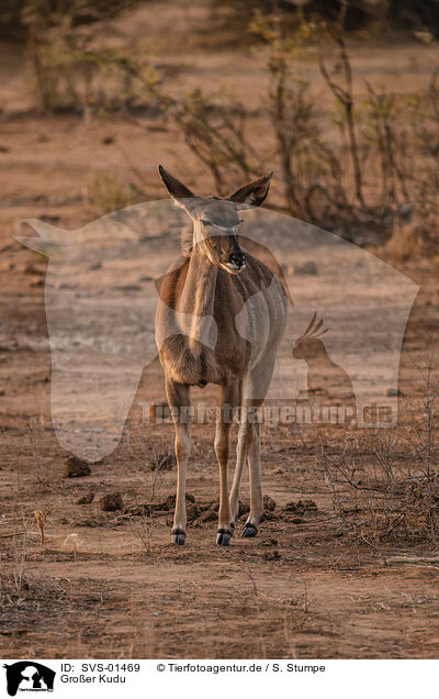 Groer Kudu / SVS-01469