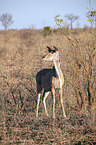 stehender Groer Kudu