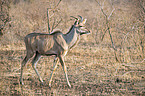 laufender Groer Kudu
