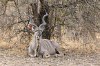 liegender Groer Kudu