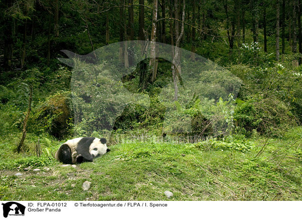 Groer Panda / giant panda / FLPA-01012
