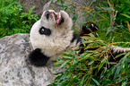 Groer Panda