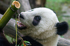 Groer Panda