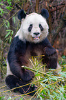 Groer Panda