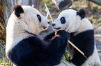 2 Groe Pandas