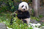 Groer Panda