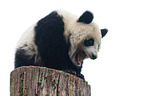 Groer Panda