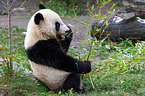 Groer Panda