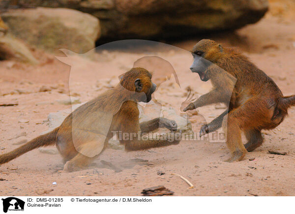 Guinea-Pavian / baboon / DMS-01285