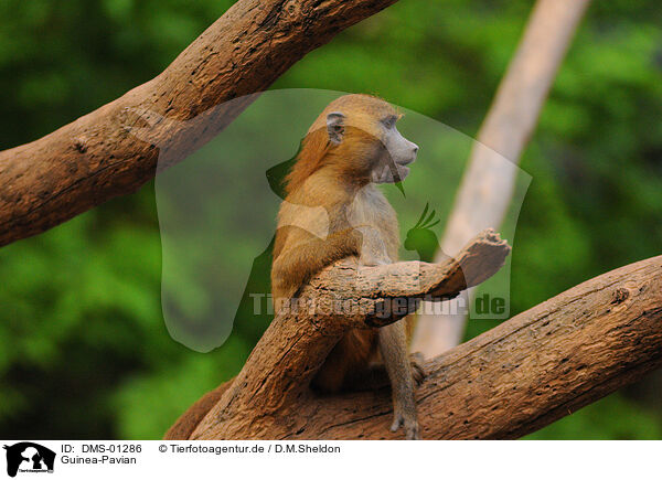 Guinea-Pavian / baboon / DMS-01286