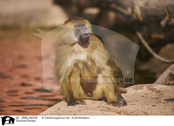 Guinea-Pavian / Guinea baboon / DMS-09308