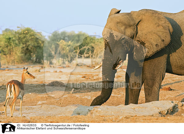 Afrikanischer Elefant und Schwarzfersenantilope / HJ-02633