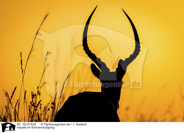 Impala im Sonnenaufgang / IG-01422
