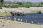 Afrikanische Elefanten und Schwarzfersenantilopen