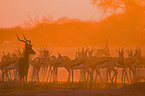 Schwarzfersenantilope und Springbcke